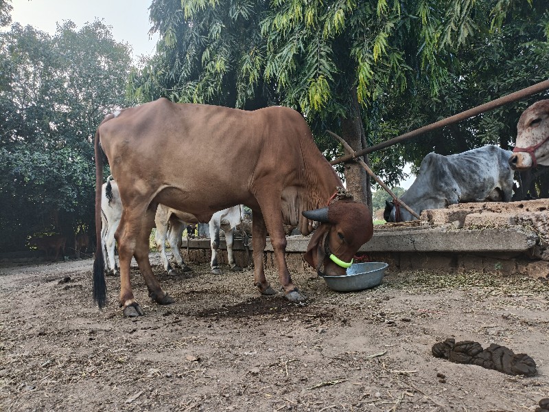 ગાય વેચવાની છે