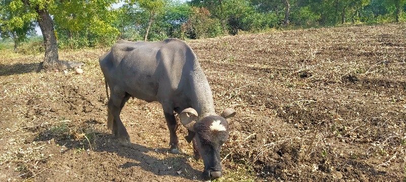 વેચવા ની છે