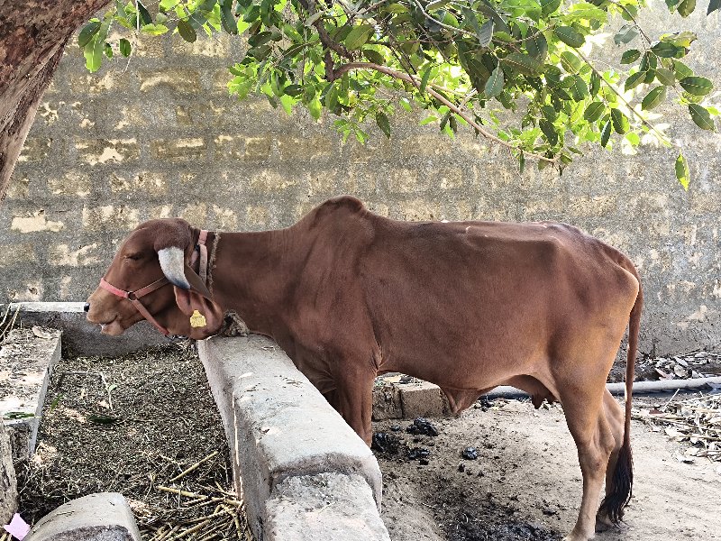 ગીર ગાયની હોડકી...