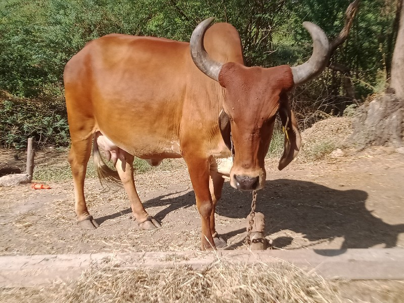 ત્રીજું.વેતર.