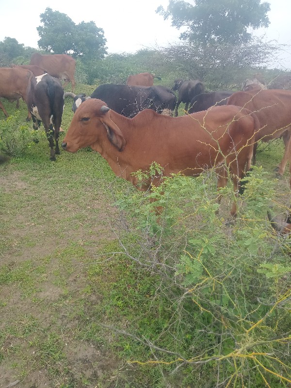 ગાય