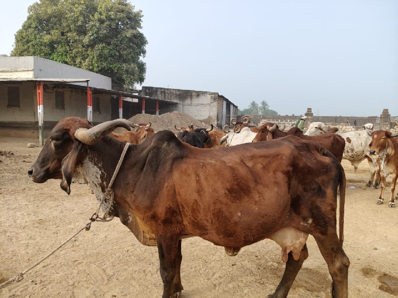 ગાય