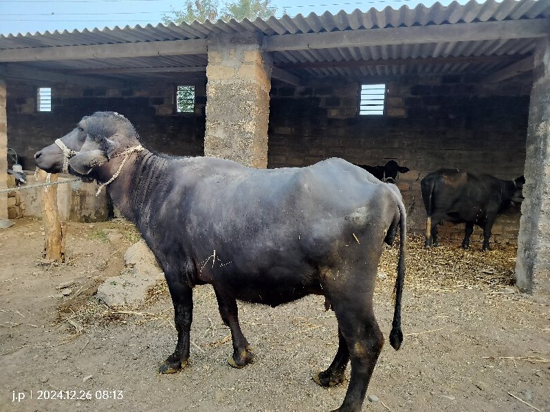 બીજું વેતર વાયજ...