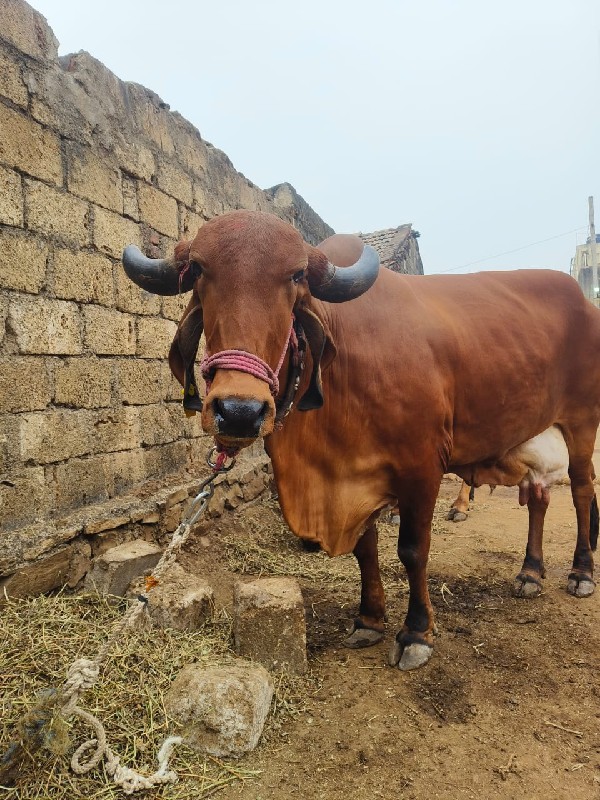 ગાય વેચવાની છે