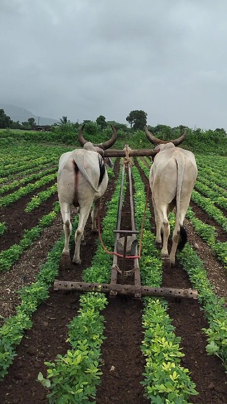 ગોઢલા