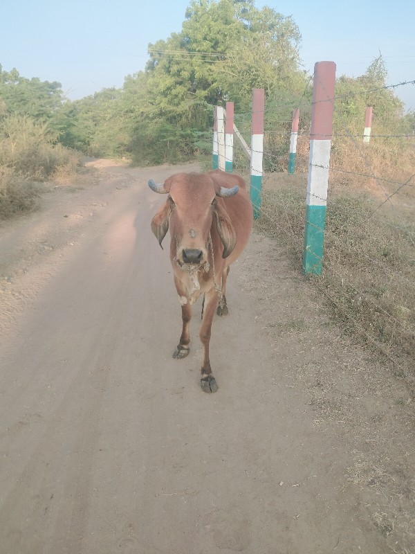 ગામ વેચવાની છે