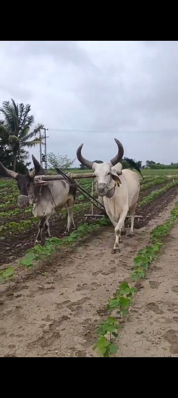 બળદ વેંચવાના છે...