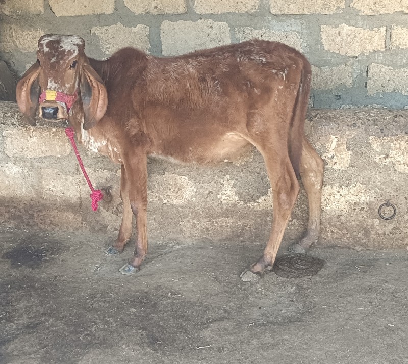 વાછડી વેચવાની છ...