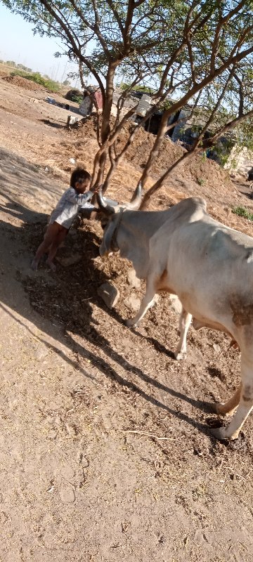 ગાય વેચવાની છે