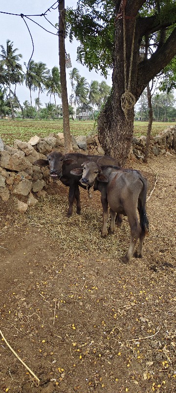 વેસવાની સે