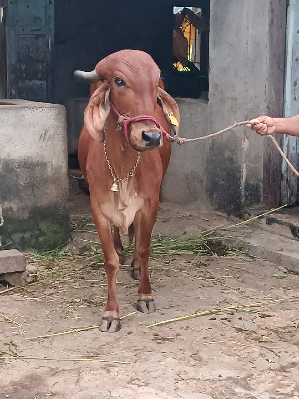 બે ગાય વેચવાની...