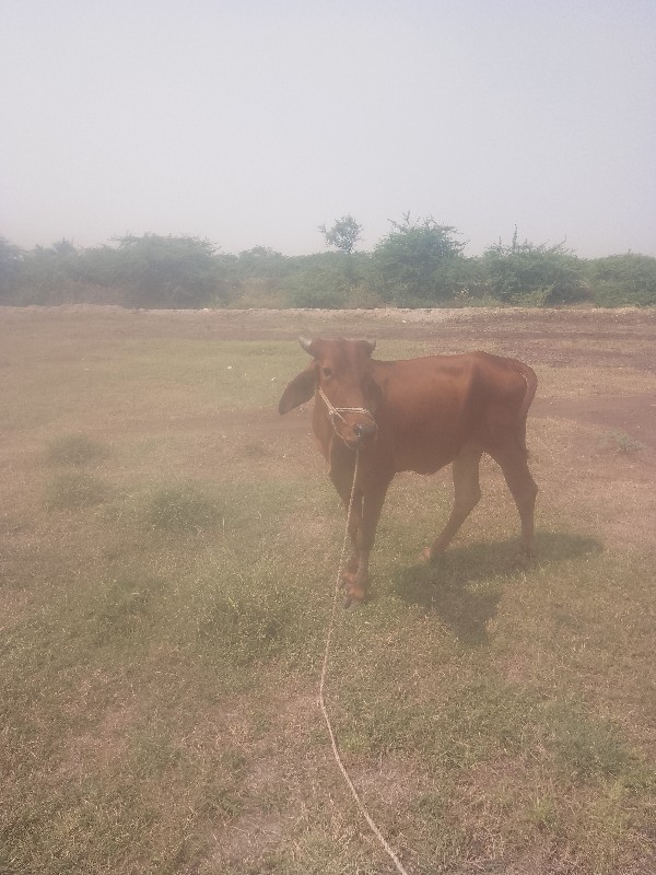 ગોદલા વેચવાના છ...