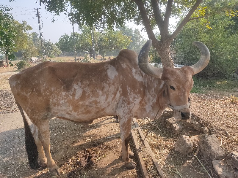 બળદ  વેચવાનો છે