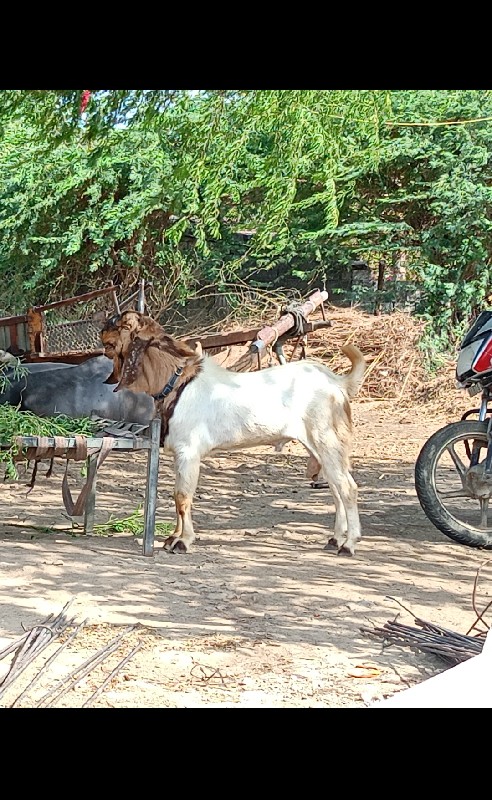 બકરો વેચવાનો છે...