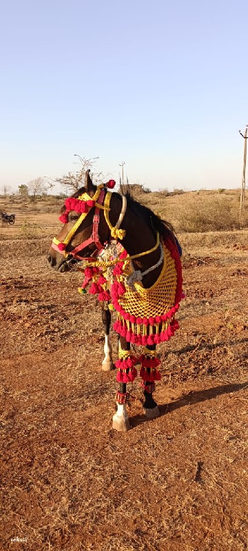 ઘોડી વેસાવસે