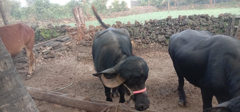 બે ખડેલા વેચવાન...