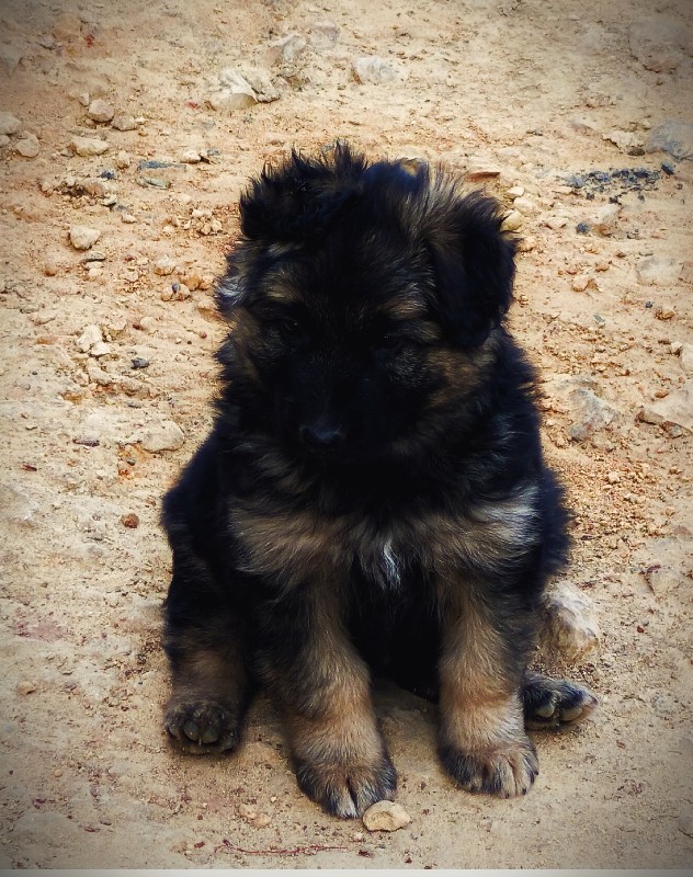 German Shepherd