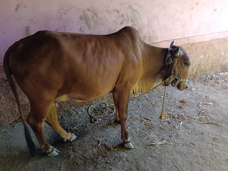 ગાય‌ વેચવાની‌ છ...