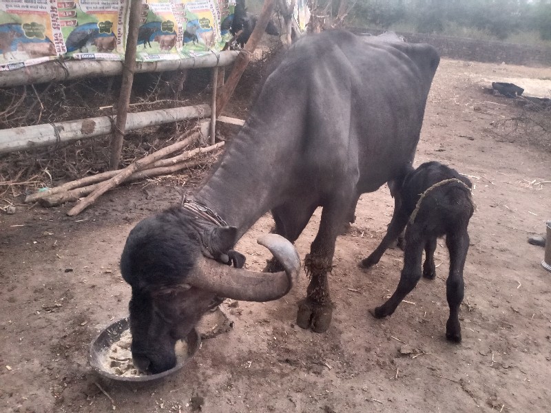 આ ભેસ વેસવા ની...