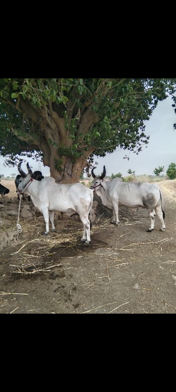 ગોઢલા વેચવાના છ...