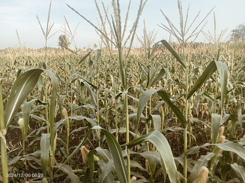 અમેરિકન મકાઈ 🌽🌽...