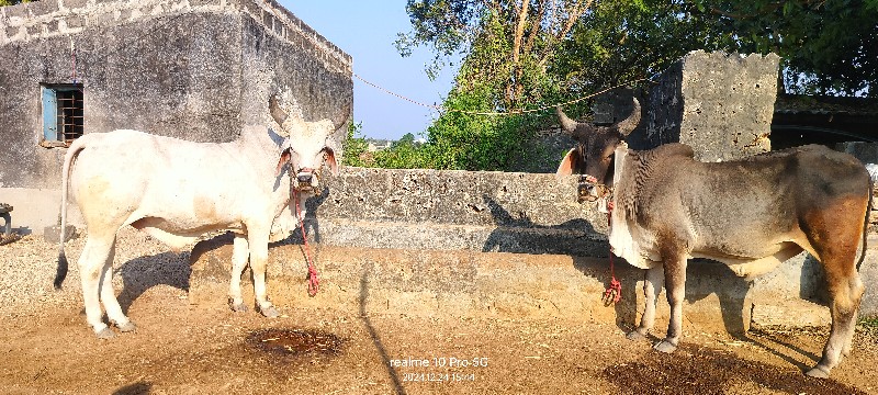 ગોઢલા વેશાવાના...