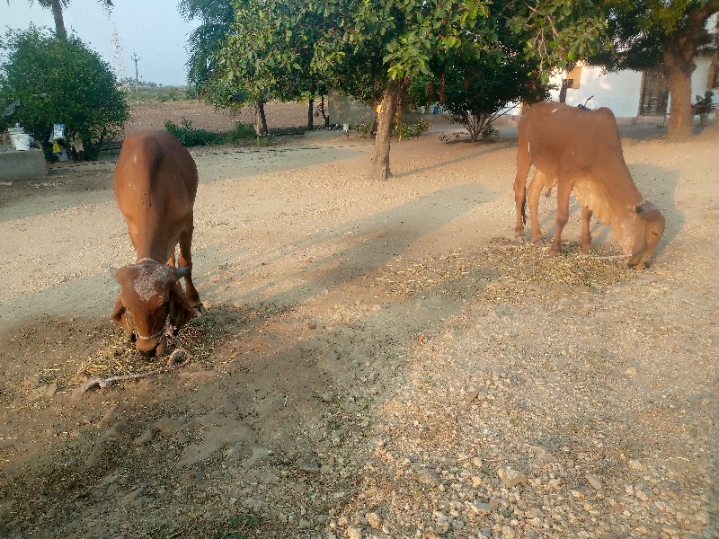 ગોઢલા વેચવાના છ...