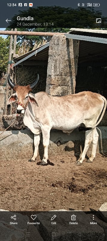 વેશવા ના છે