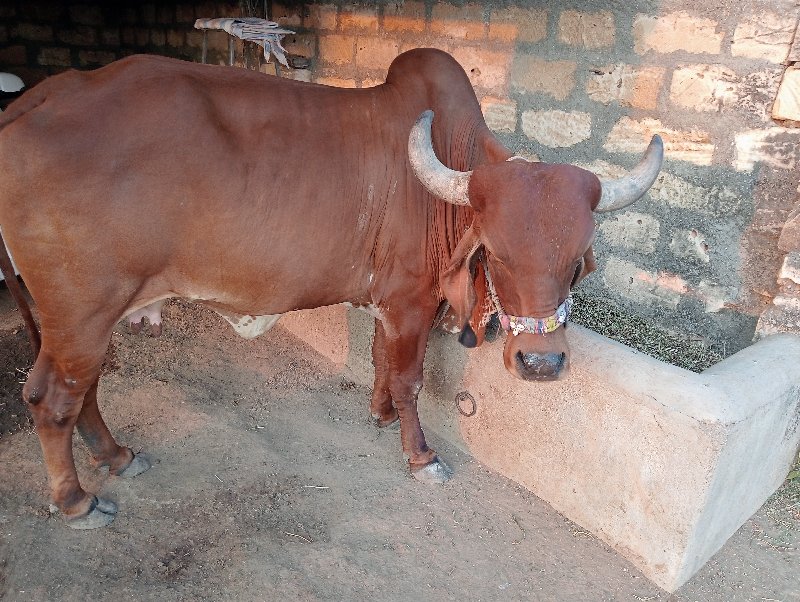 ગાય વેસવાની  છે