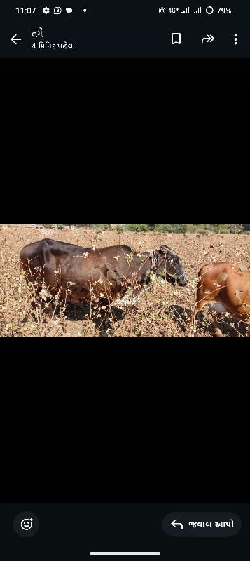 2 ગાય