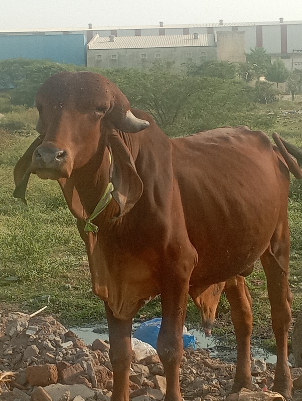 ગીરખુટ વેચવાનો