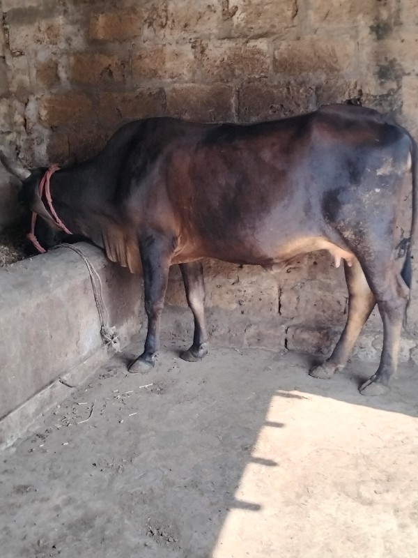 જરસીવોડકી પેલુવ...