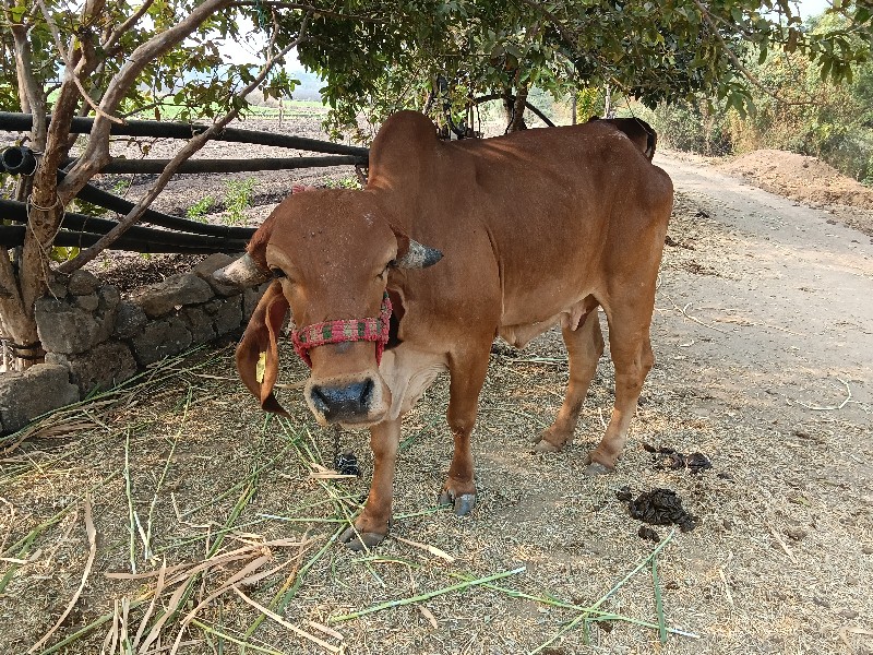 ગાય વેચવાની છે