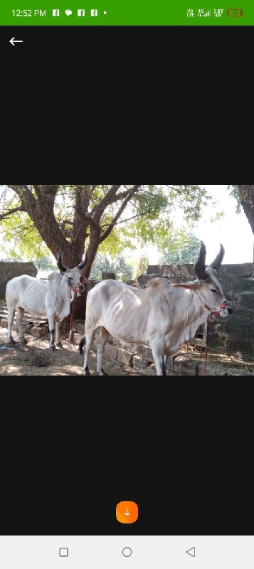 રાજુભાઈ  ઝાલા