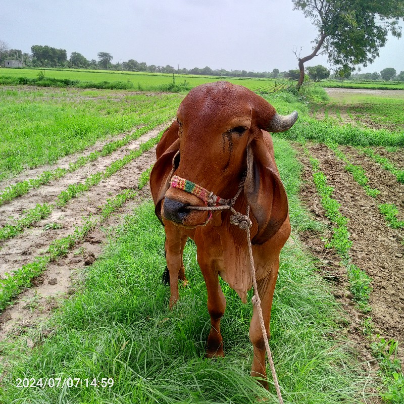 બળદ વેચવાના છે