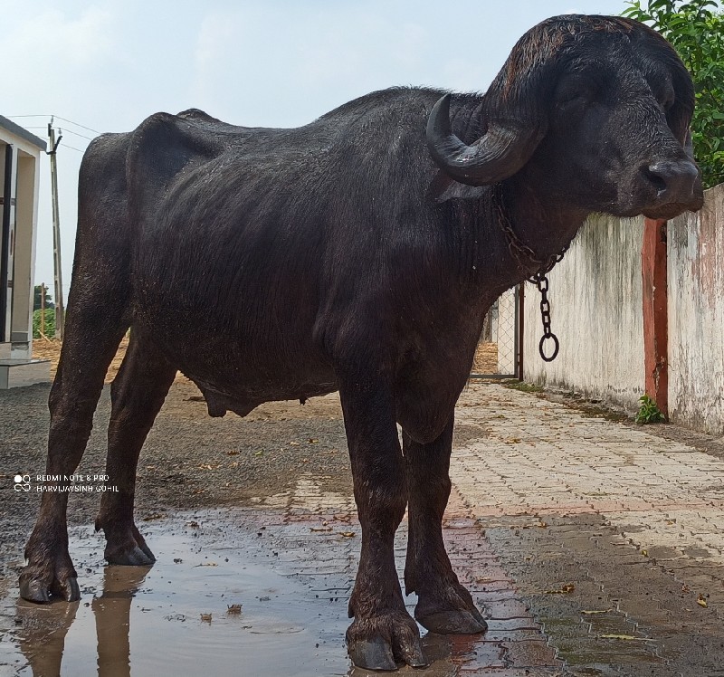 પાડો વેચવાનો છે