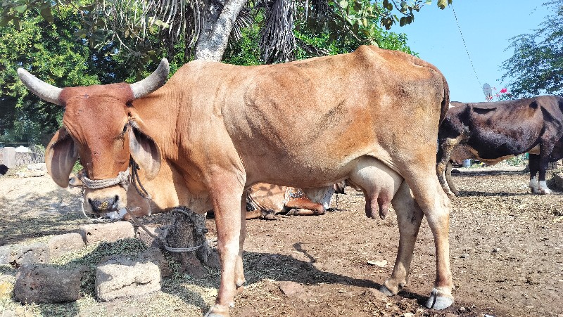 ગાય વેચવાની છે