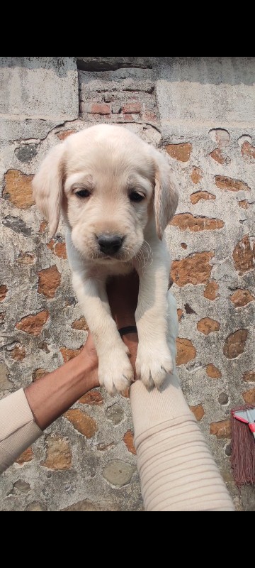 Labrador�