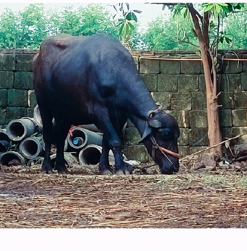 પૅલવતરી ખડૅલી