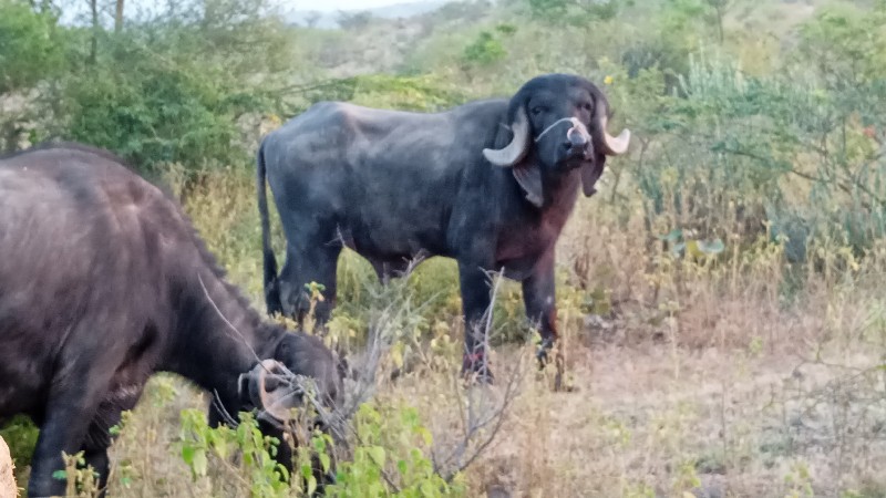 પાડો વેચવાનૉ