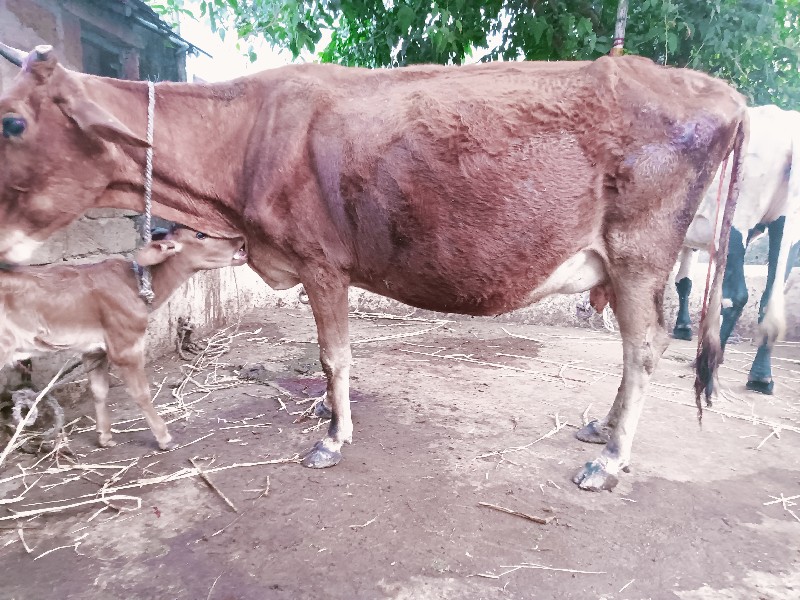 જરશી ગાય વેચવાન...