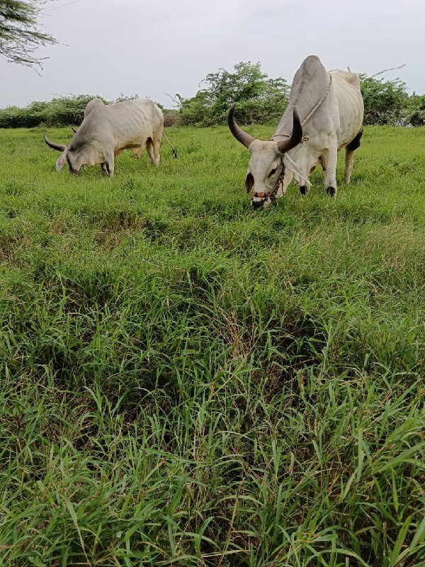 બળદ વેચવાના છે