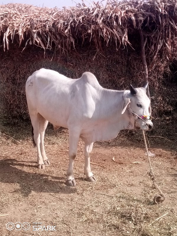 ગોઢલા વેચવાના છ...