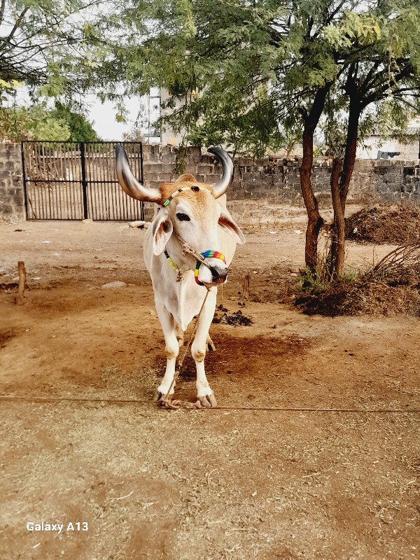 બળદ વેચવાના છે