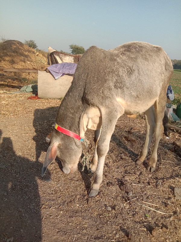 વાછડો વેચવાનો છ...