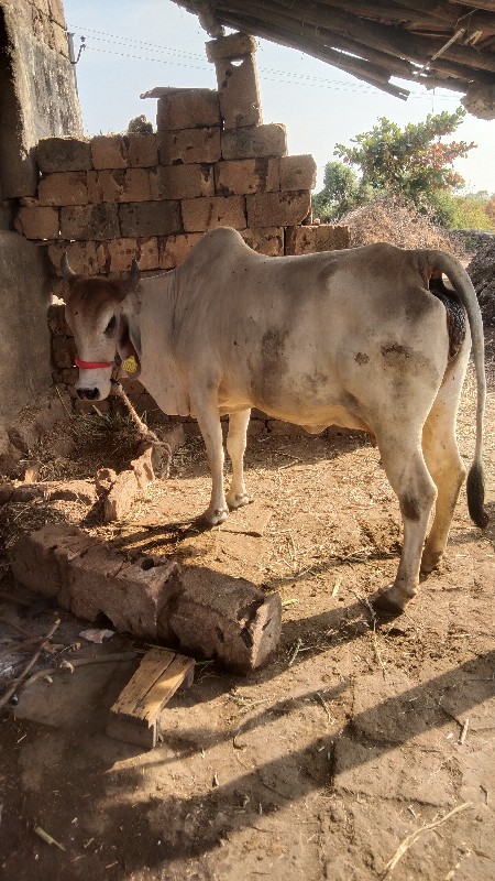 ગાય વેચવાની છે