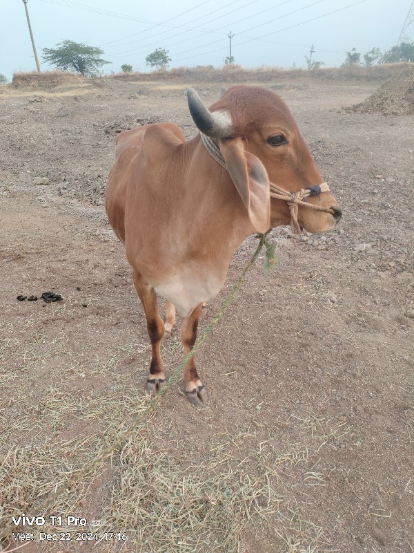 ગોદલો વેચવા નો...