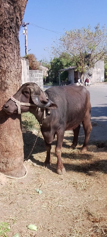 વેચવાની છે k