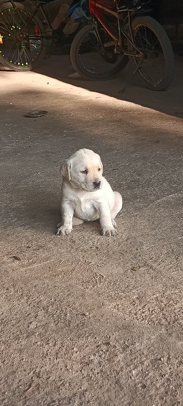 લેબરા ત્રણ ફીમે...