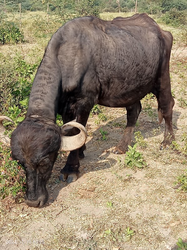 પેલું વેતરછે